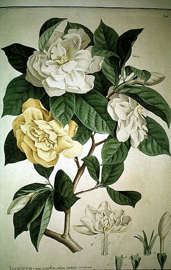 Gardenia dibujada por Georg Ehret